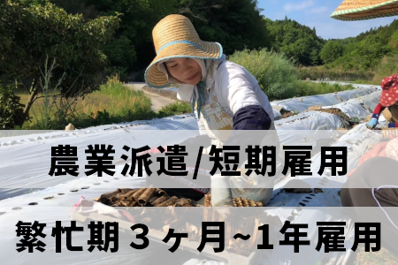 大分県で働く外国人農業派遣スタッフ